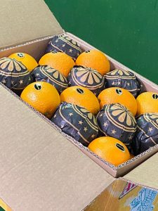 Egypt Overseas | Fresh Vegetables & Fruits Exporter