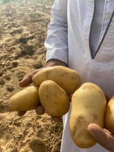 Egypt Overseas | Fresh Vegetables & Fruits Exporter